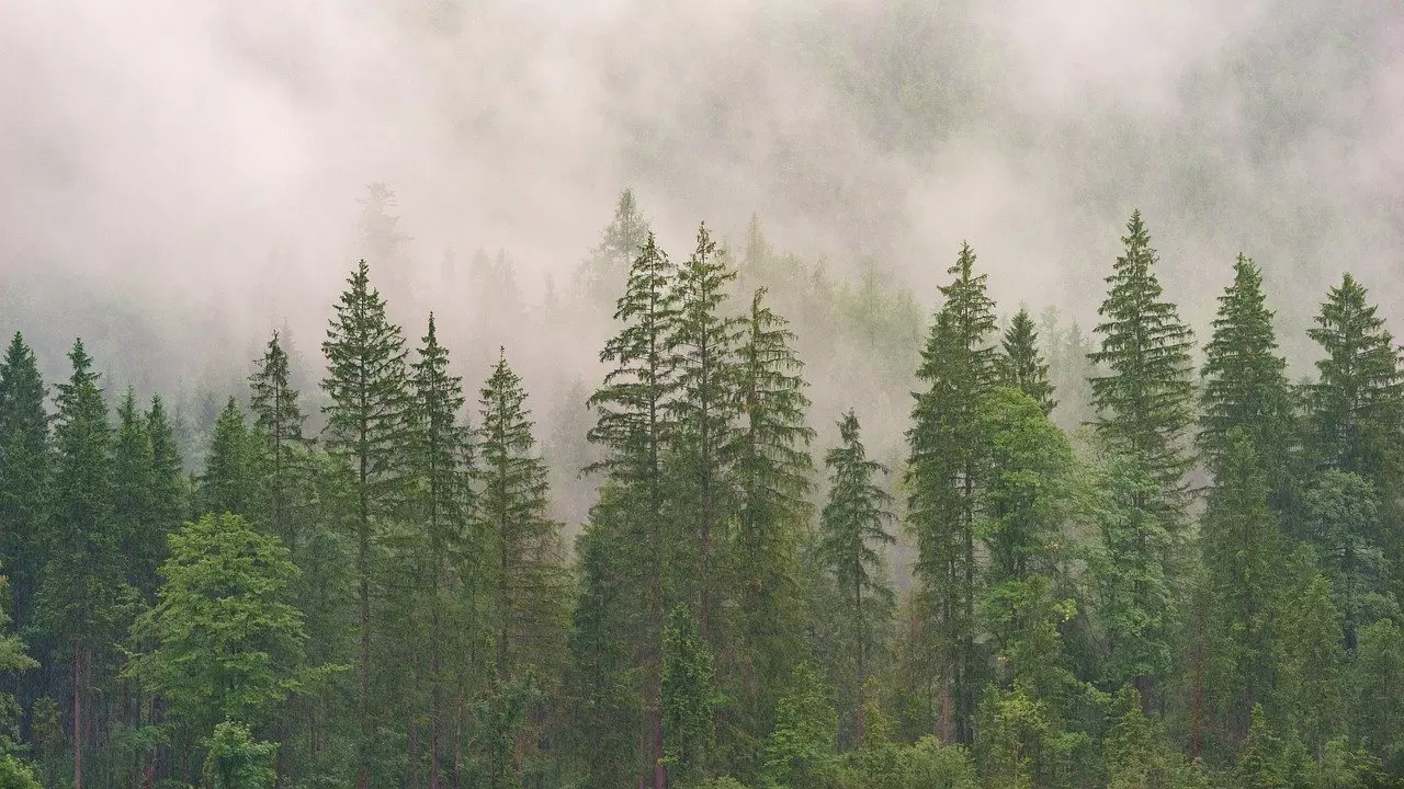 forest, conifers, coniferous forest