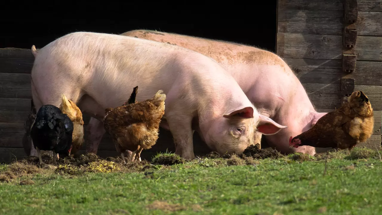 pigs, chicken, farm yard-4125935.jpg